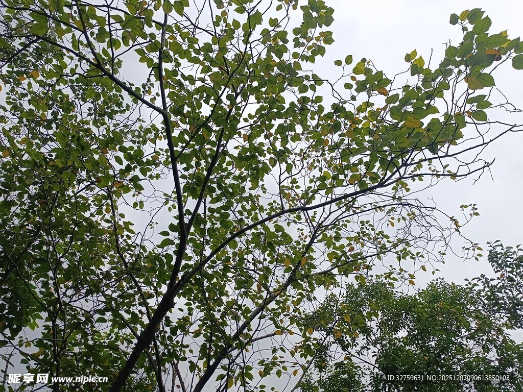 枝叶繁茂的绿树景观