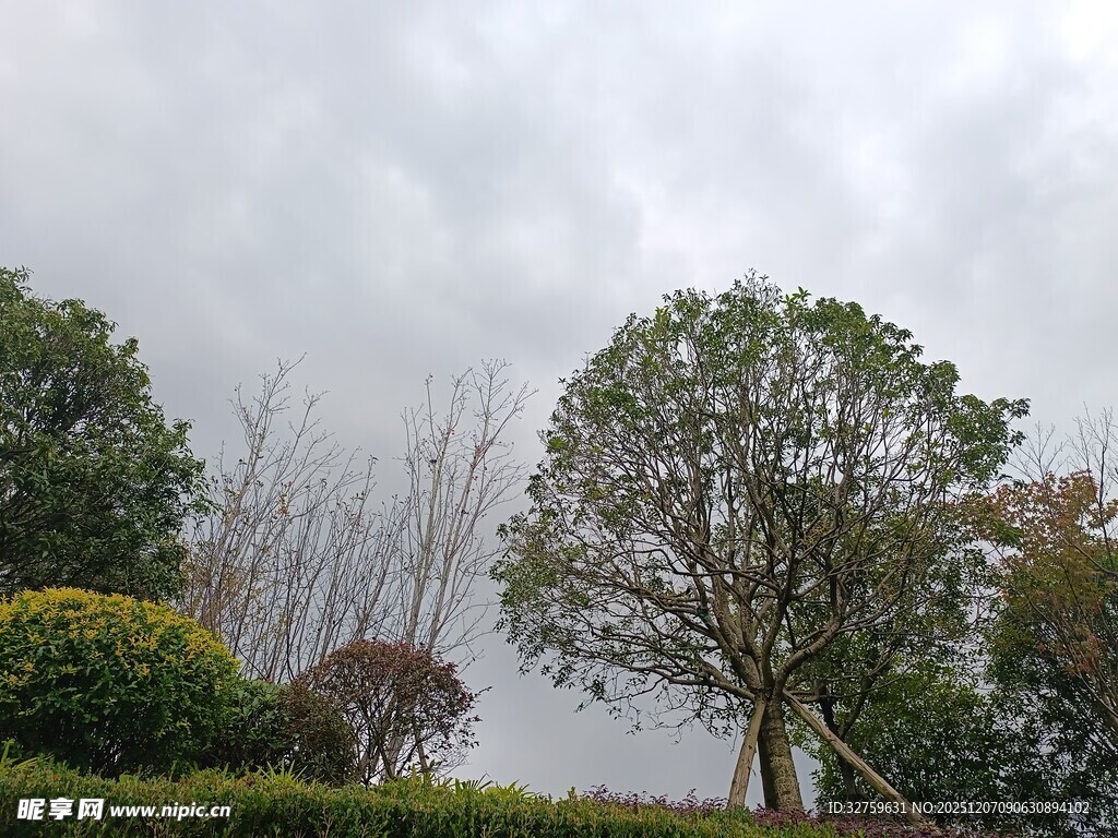 阴天中的园林树木景观