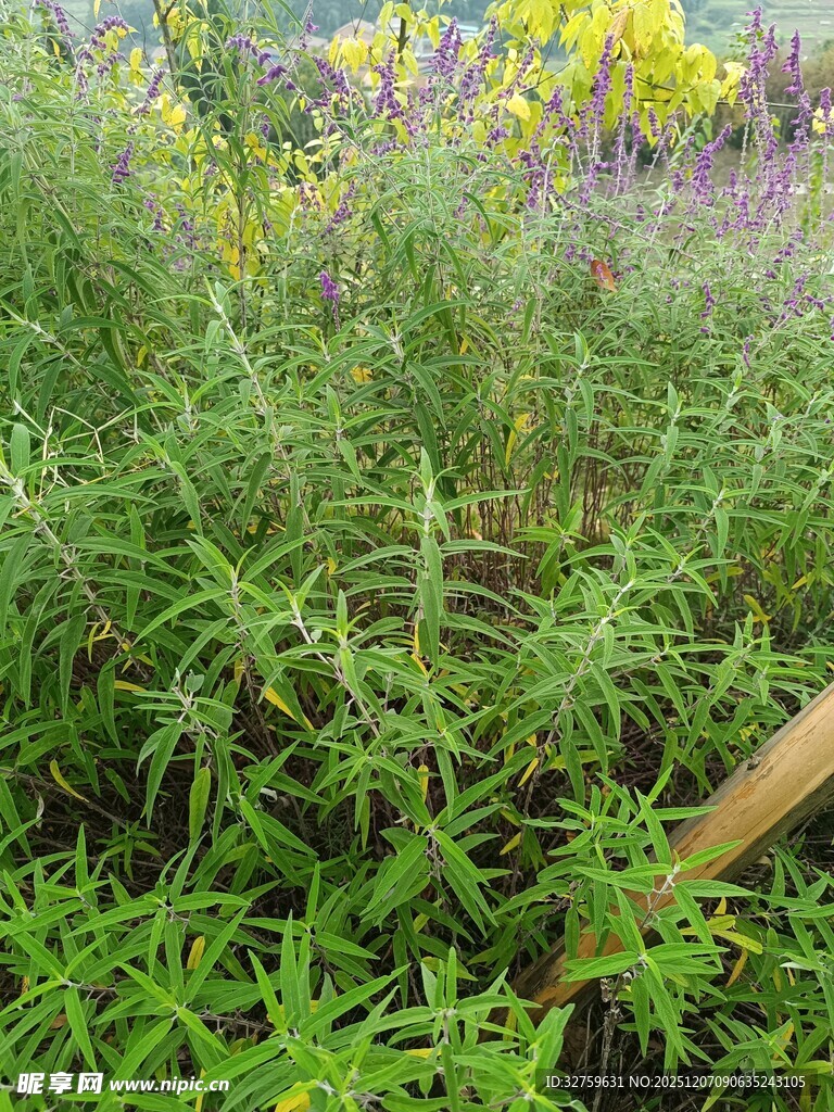 繁茂绿植中的木质标牌