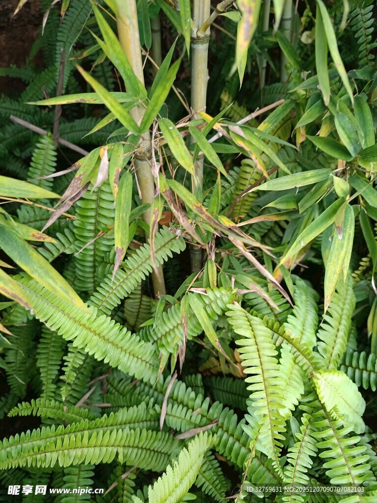 翠绿蕨类植物特写
