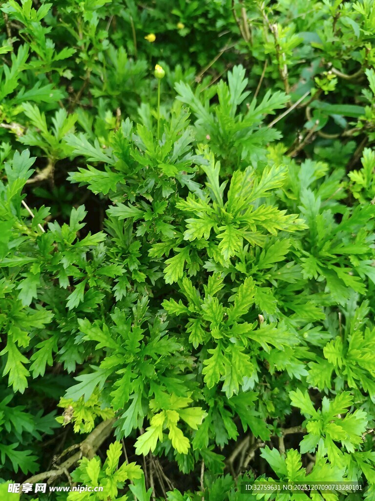 翠绿繁茂的蕨类植物