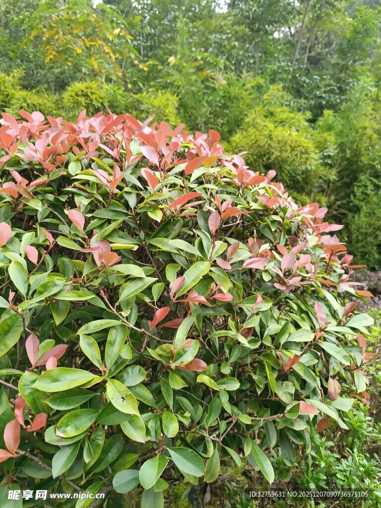 鲜艳多彩的灌木植物