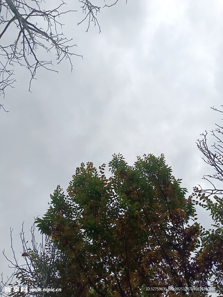 阴天中的树木景观