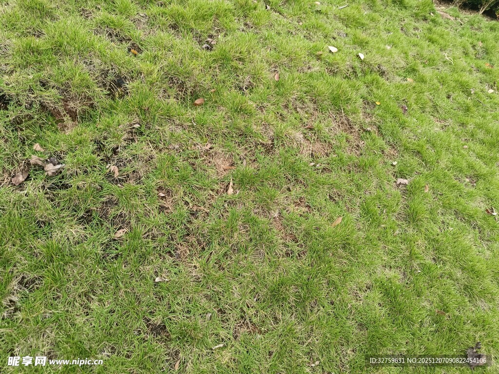 翠绿茂盛的地面青草景观