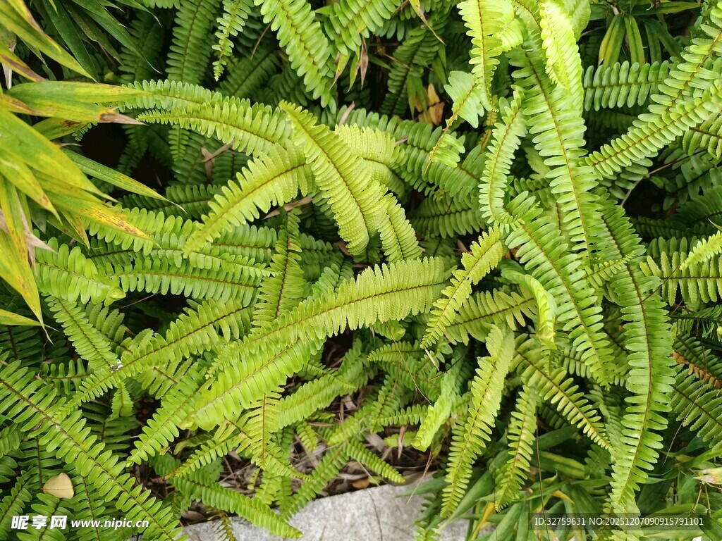 翠绿蕨类植物特写