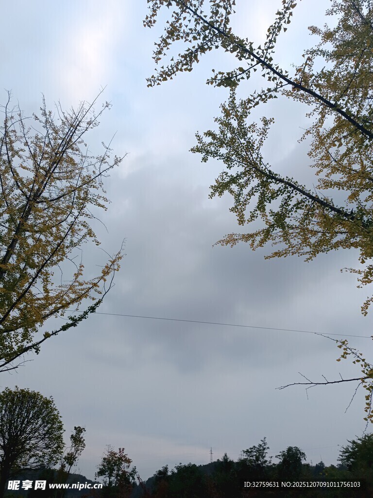 阴天中的树木景致