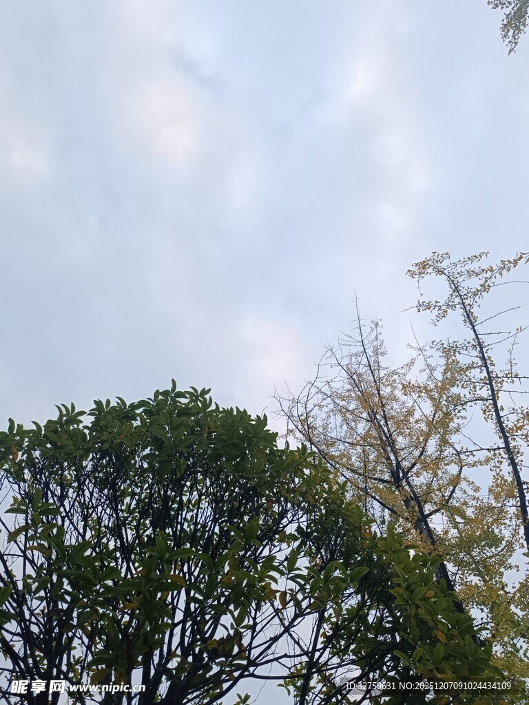 树梢上的天空与白云