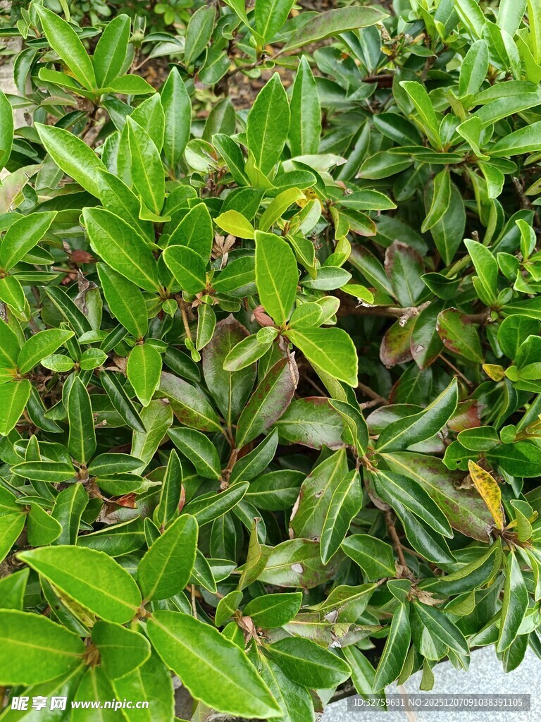 翠绿繁茂的植物叶片