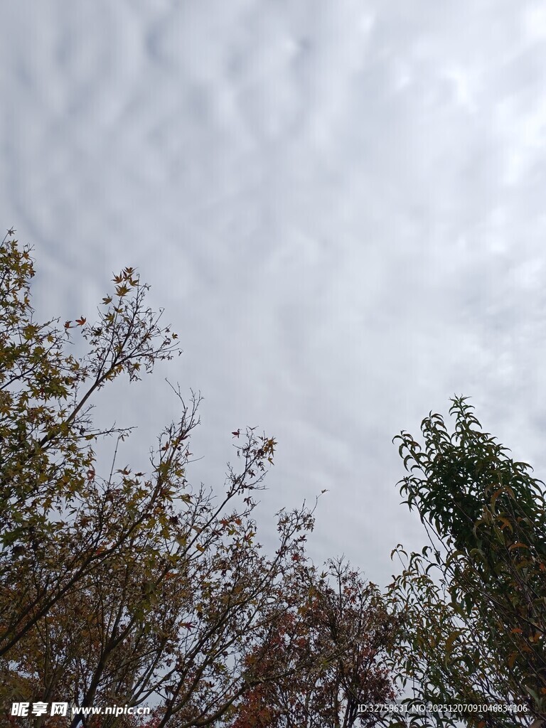 树梢上的多云天空