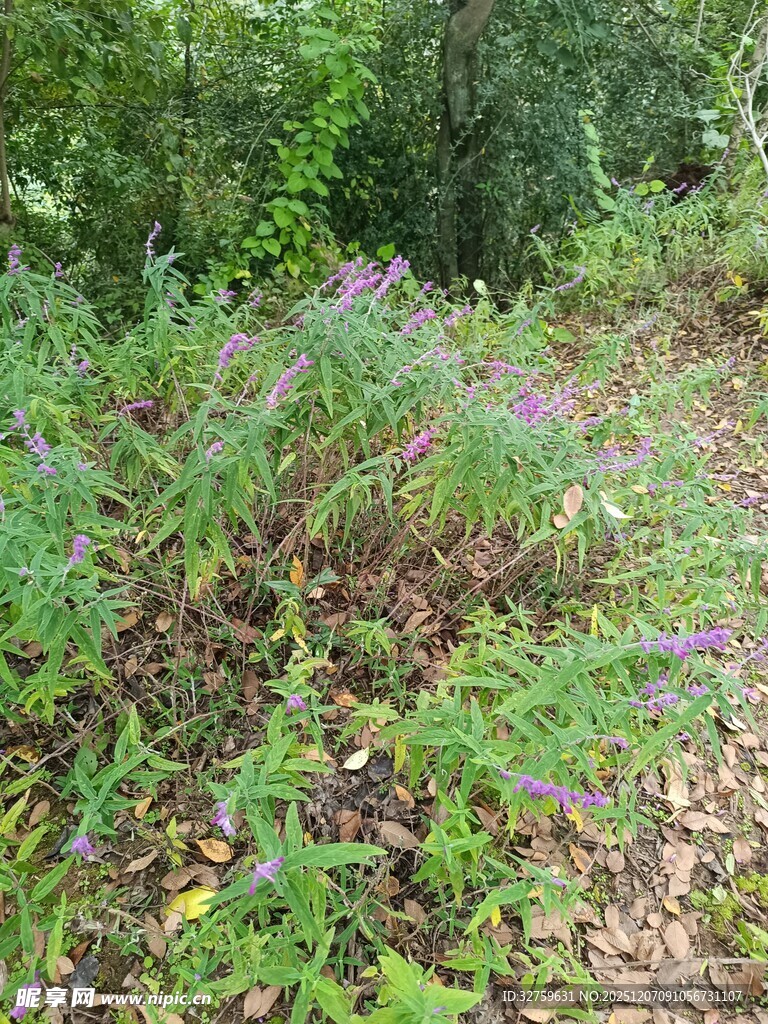 野外紫色花草丛景观