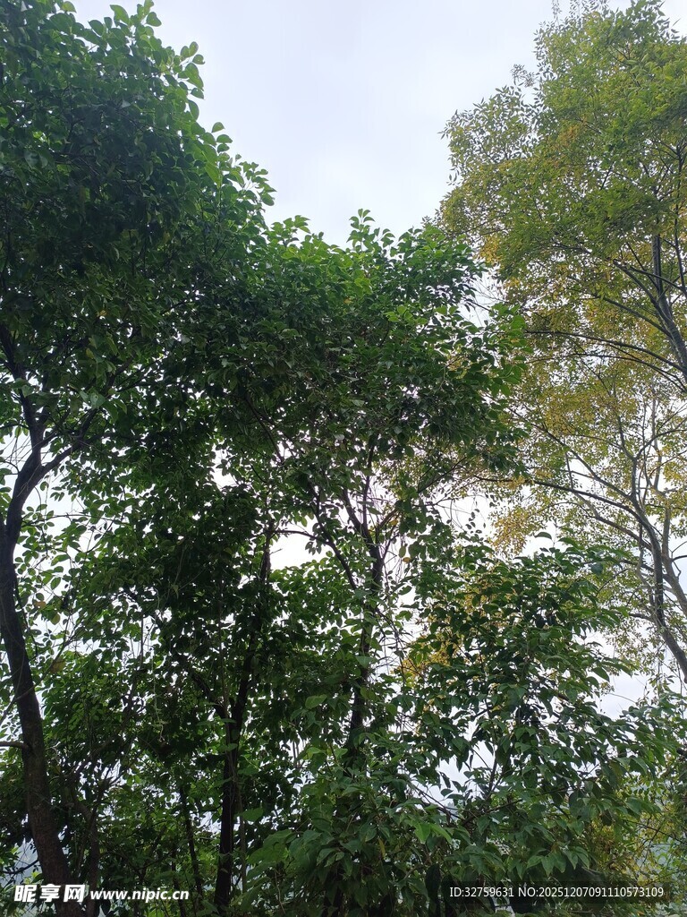 茂密树林绿意盎然