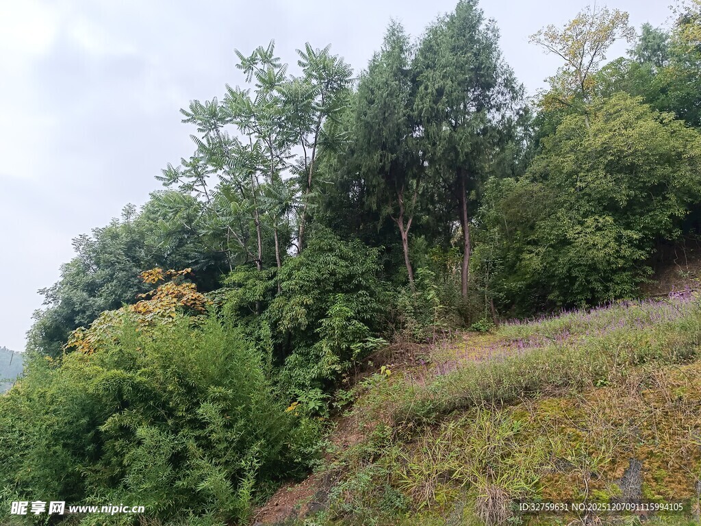 山坡绿植景观