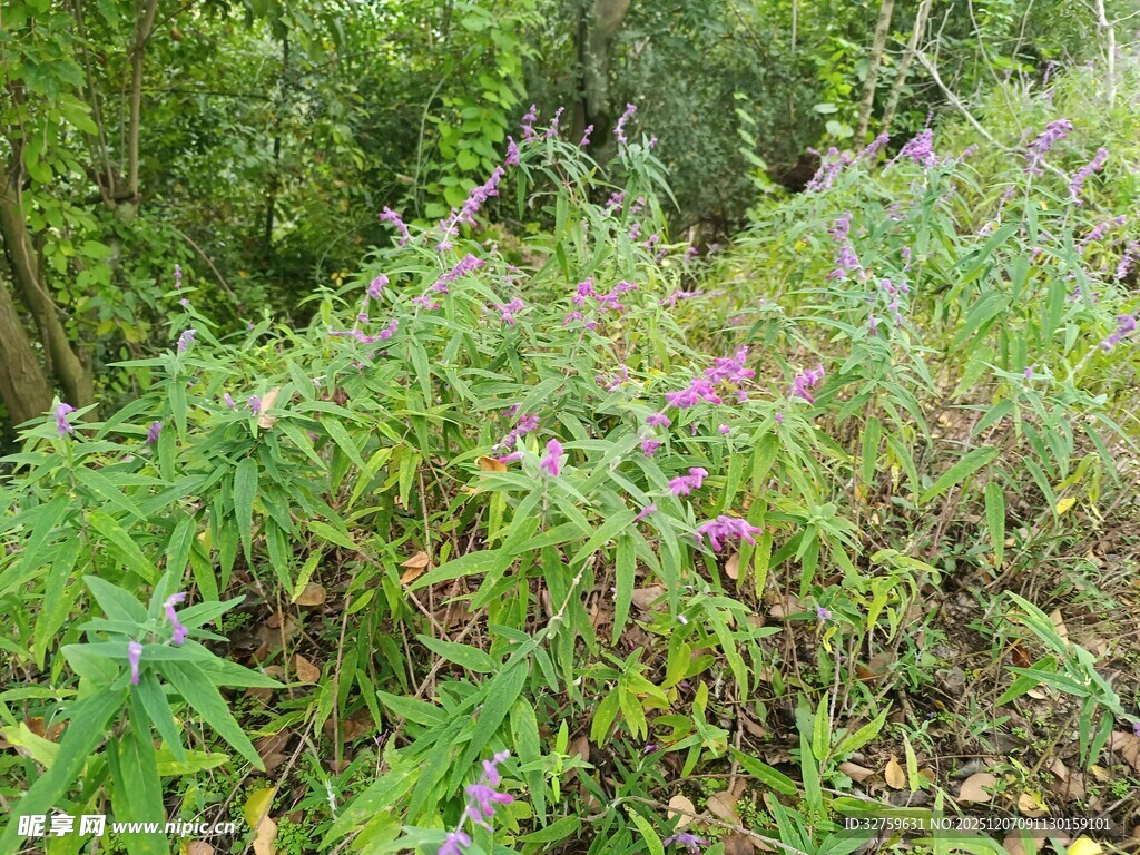 林间繁茂花草景观