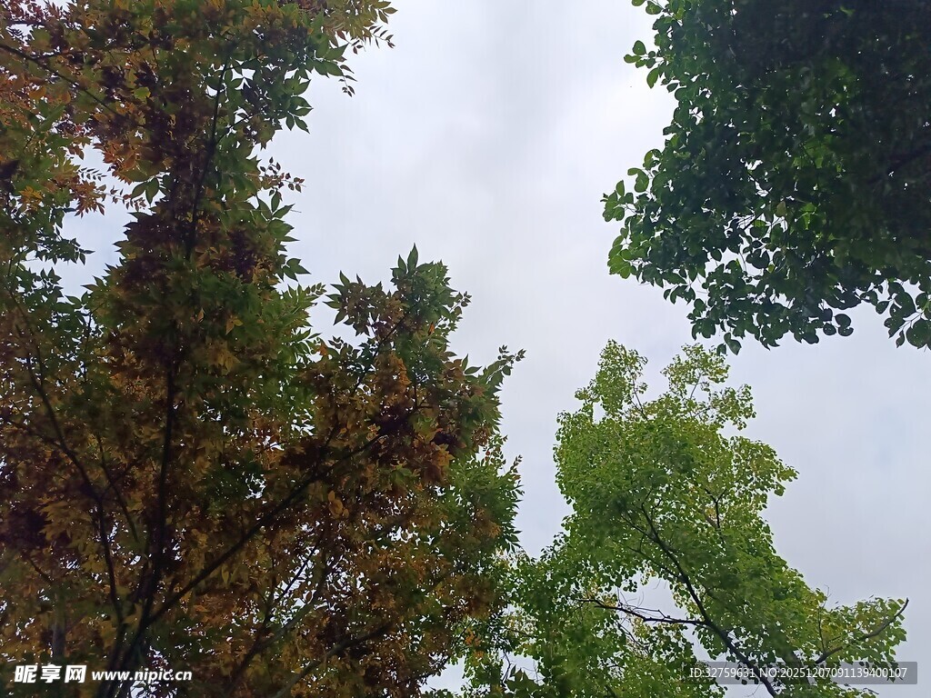 仰视多彩树木与天空