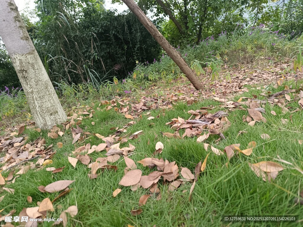 秋日草地落叶景象