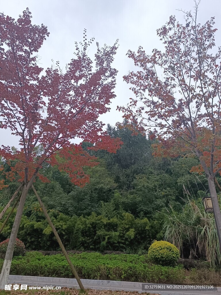 秋日红叶绿树景观