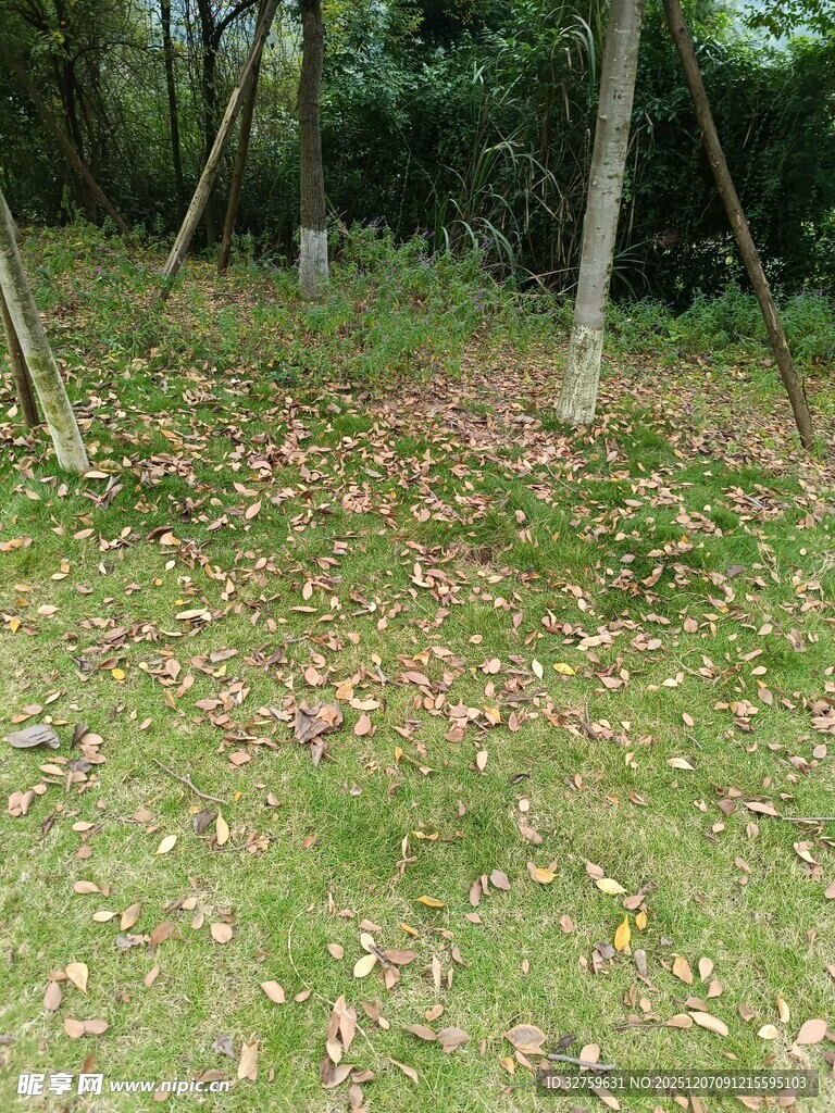 林间落叶铺就诗意场景