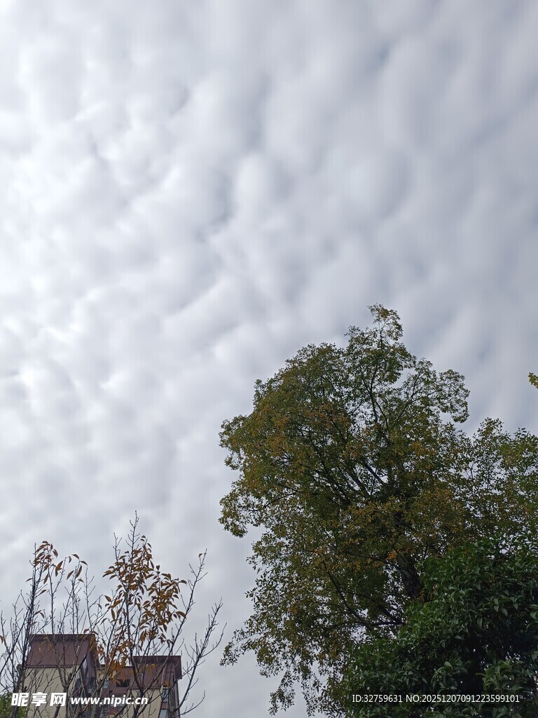 天空中絮状云朵与树木