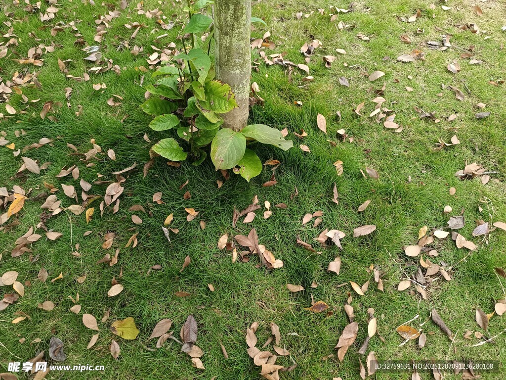 树下草地与落叶景象