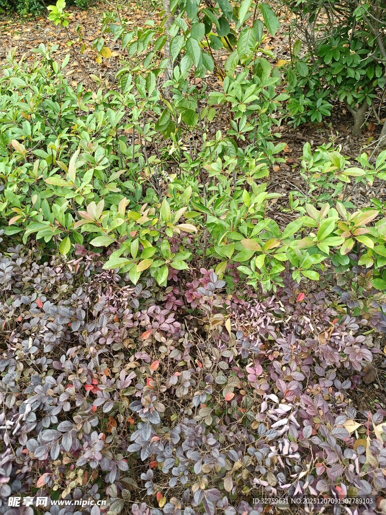 地面绿植景观特写