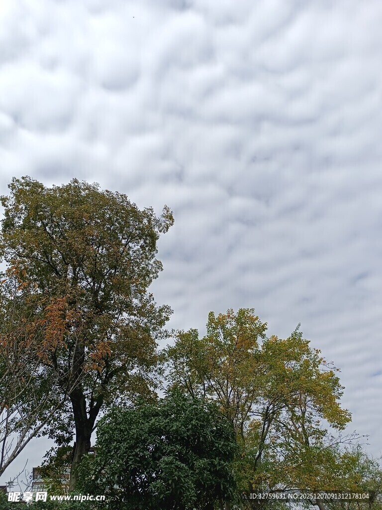 秋日树梢上的多云天空