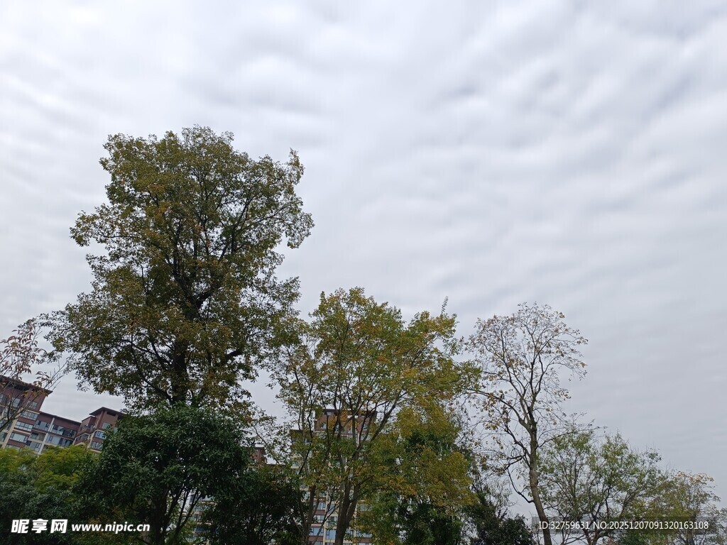 阴天里的树木景观