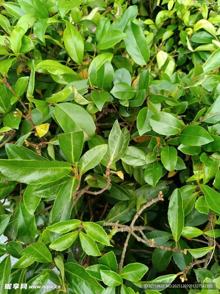 翠绿繁茂的植物景观