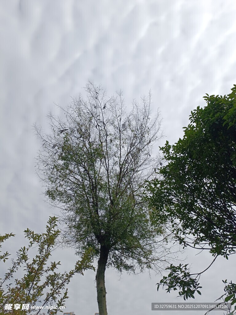 孤树挺立天空下