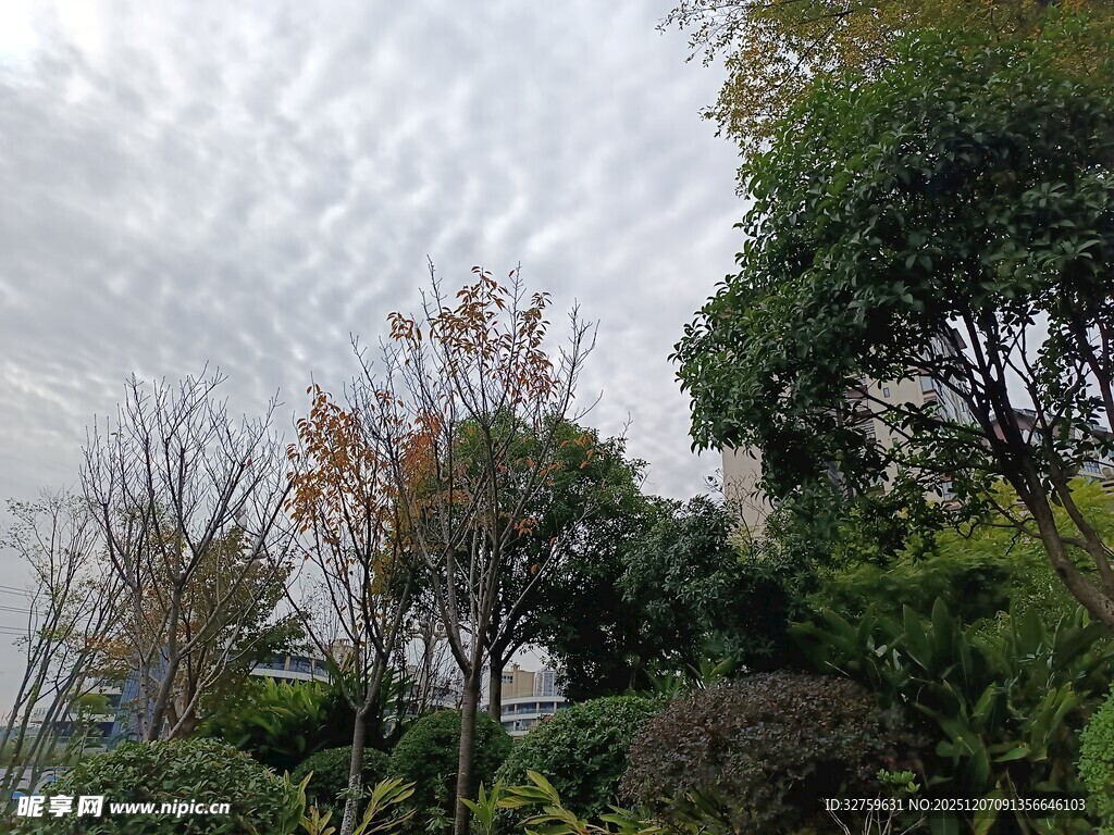 阴天中的繁茂绿植景观