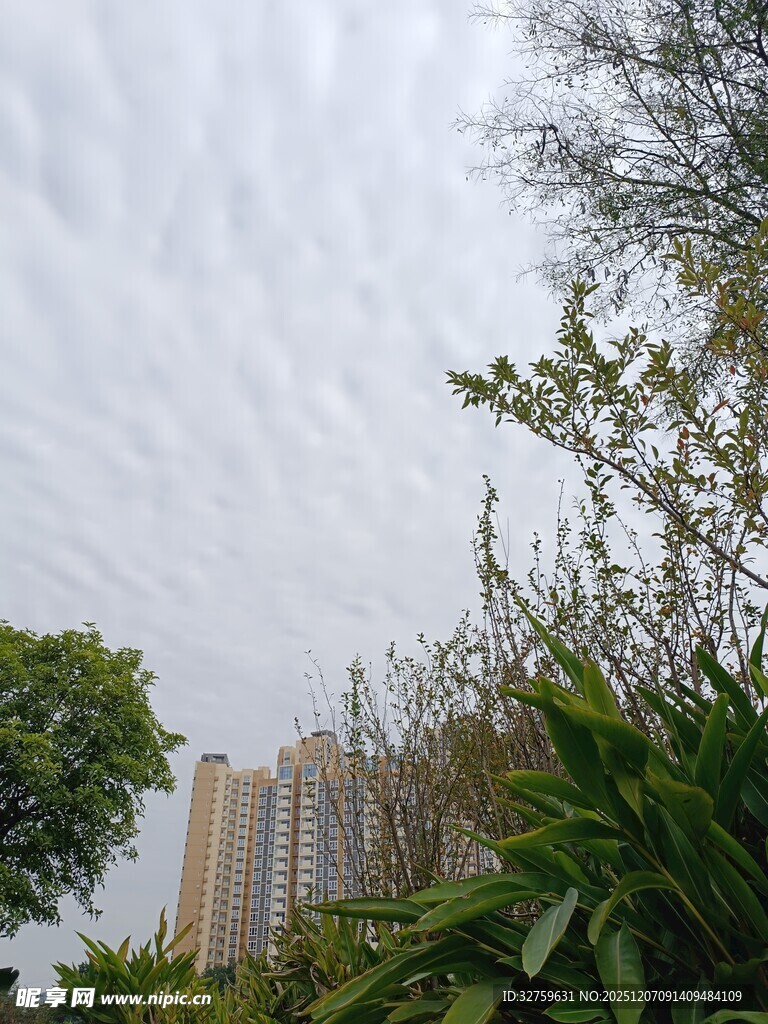 城市绿植与高楼景观