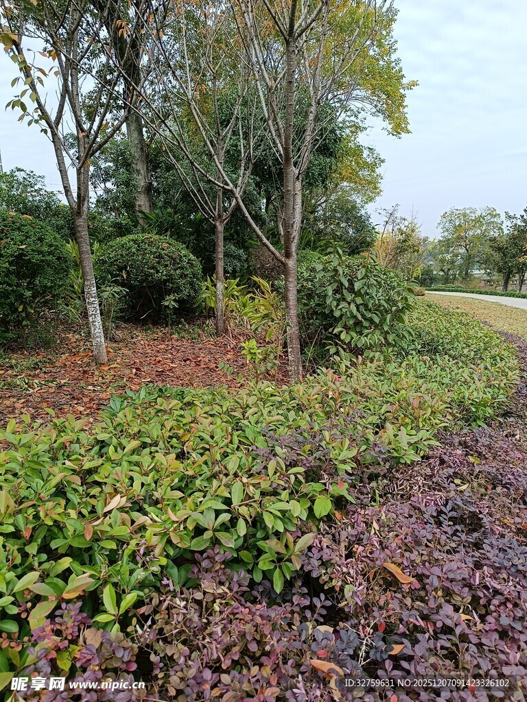 秋日多彩植物景观