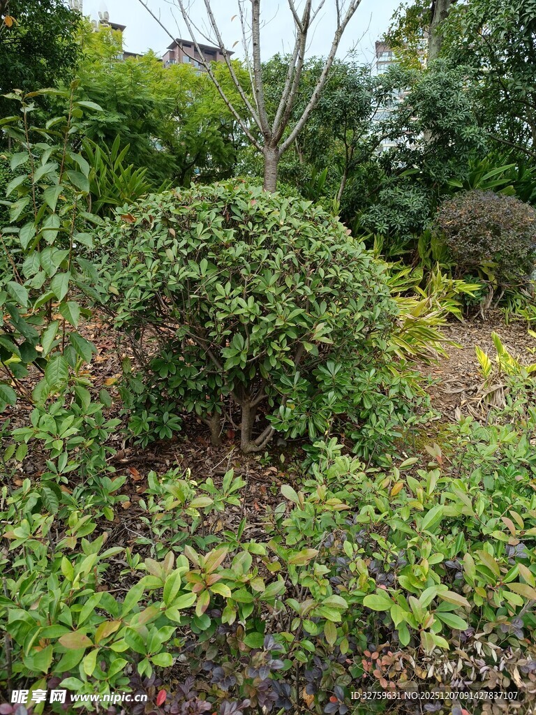 绿意盎然的庭院植物景观