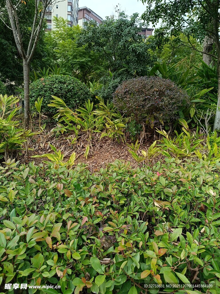 绿意盎然的园林植物景观