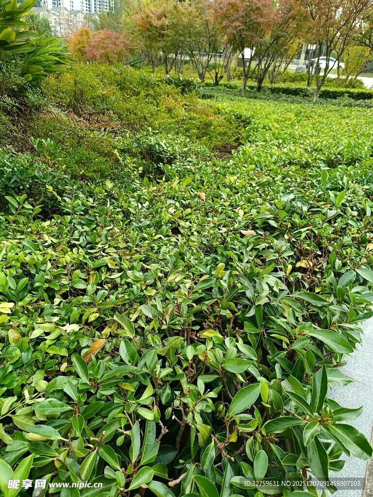 绿意盎然的植物景观