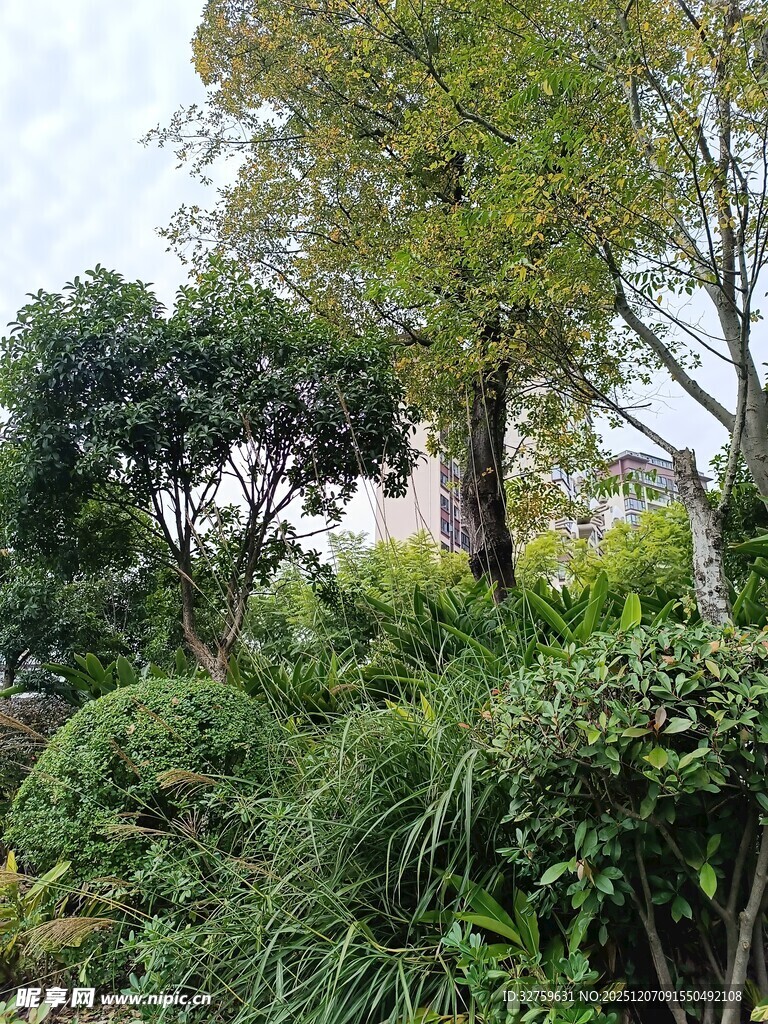 户外繁茂绿植景观