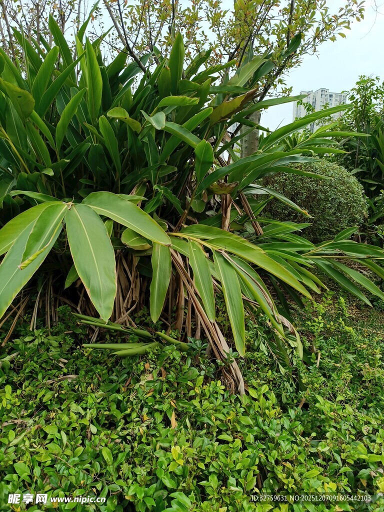 繁茂绿植景观