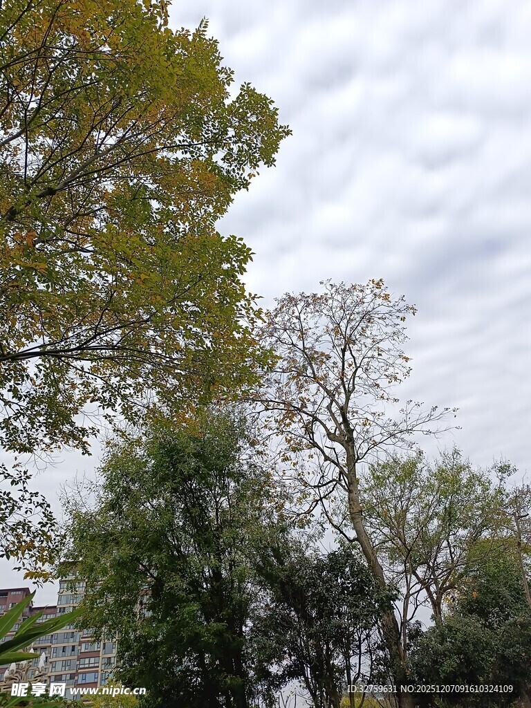 阴天中的繁茂树木景观