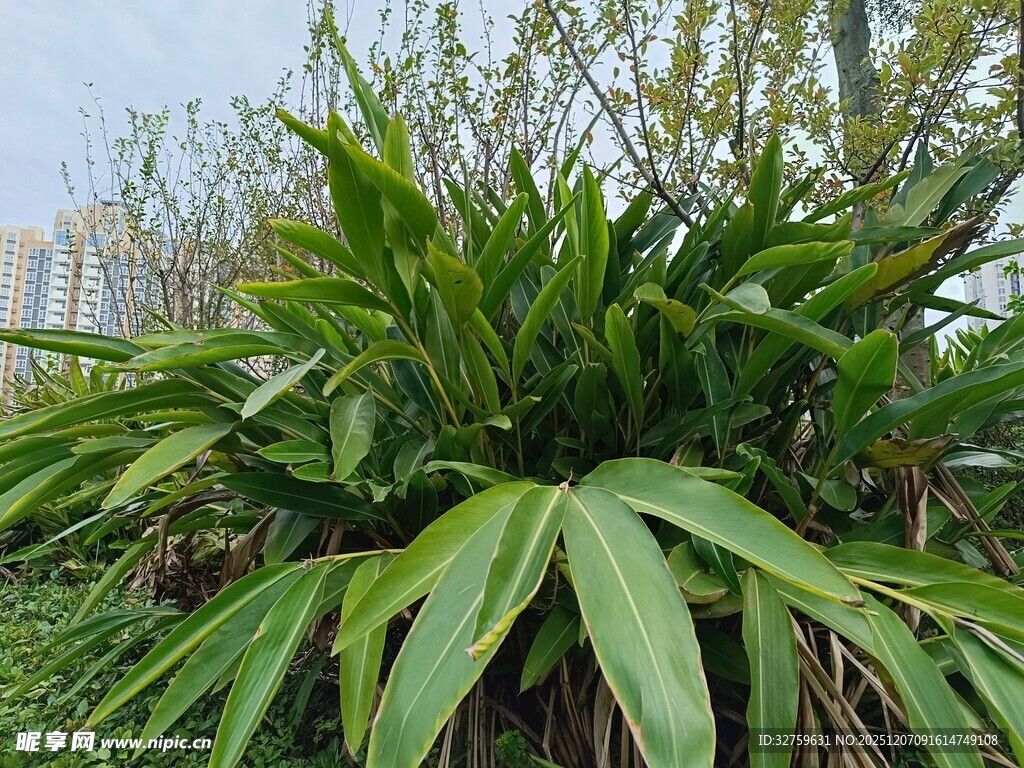 翠绿繁茂的热带植物景观