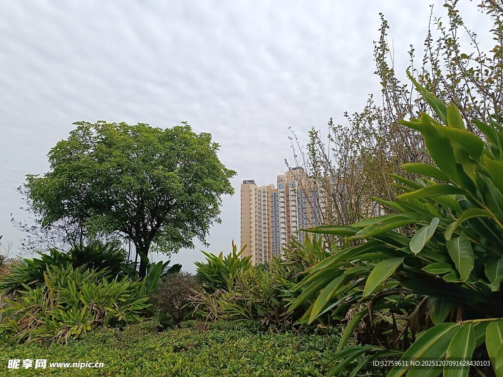 城市中的绿植与高楼景观