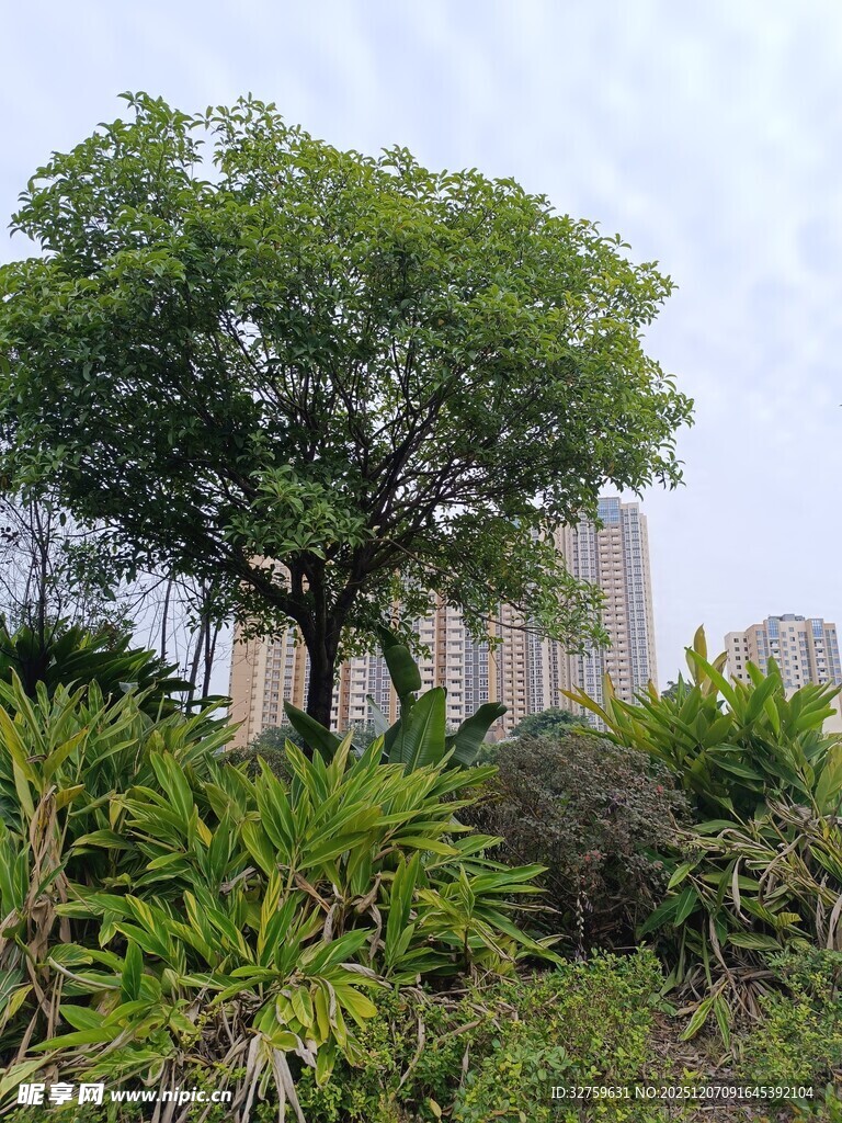 城市中葱郁的绿树与植被