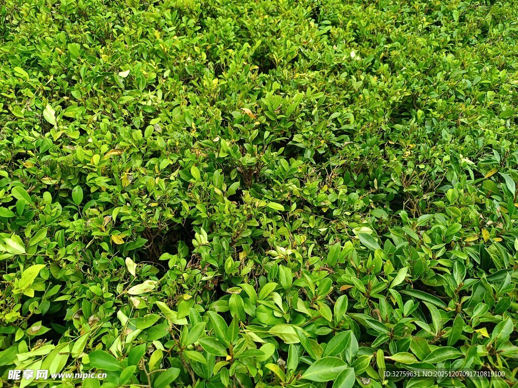 翠绿繁茂的茶叶植株