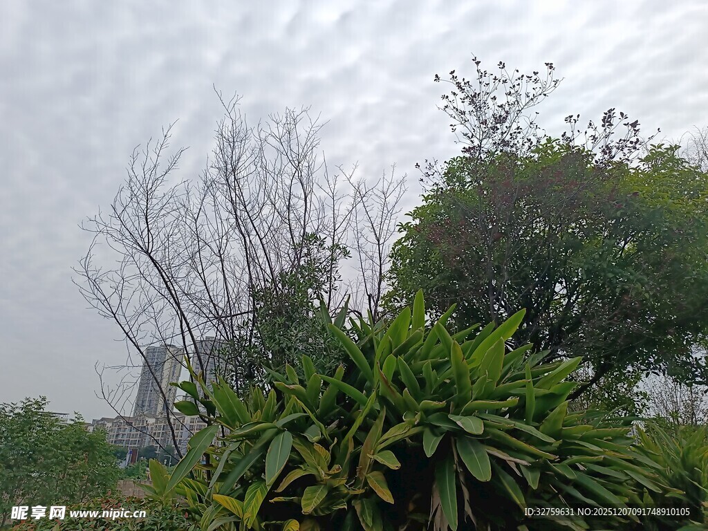 户外绿植与光秃树木景观