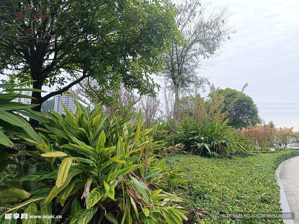 户外绿植环绕的小径