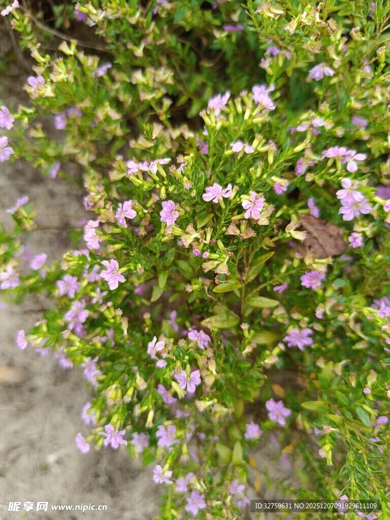 绽放的紫色小花植物