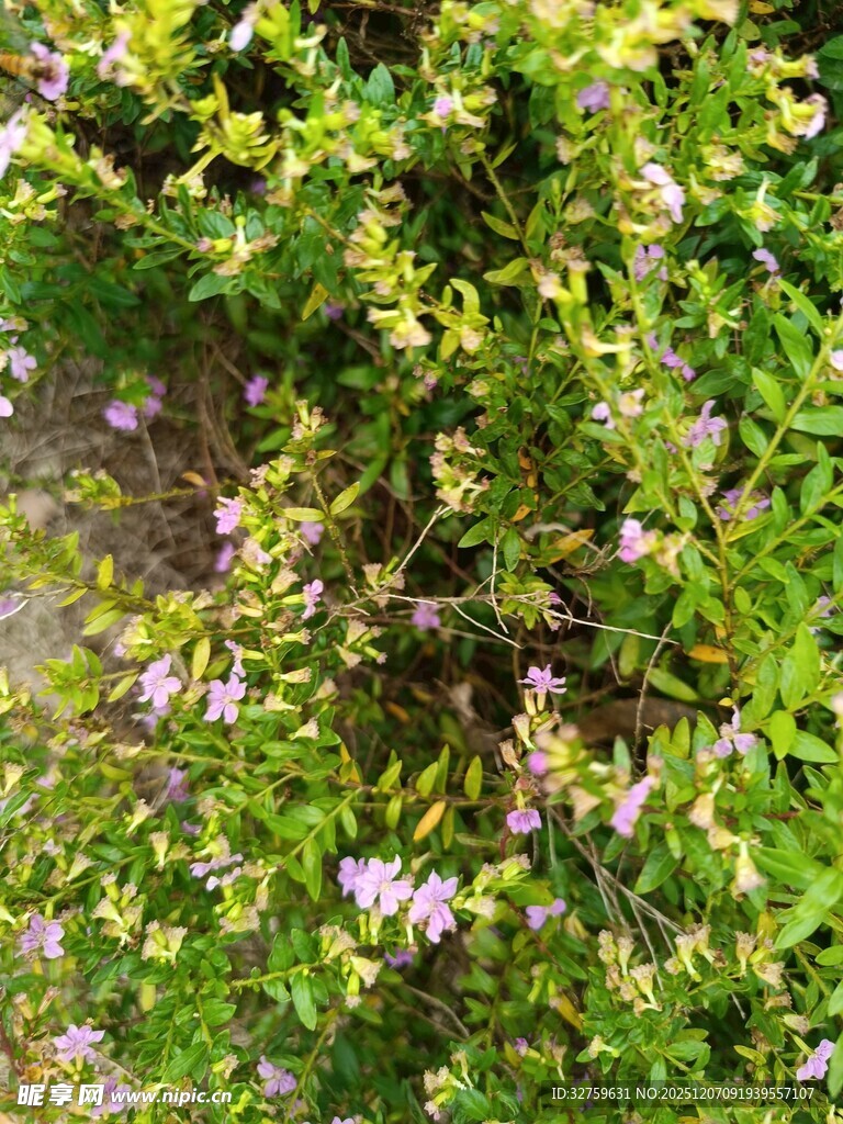 繁茂绿植中的紫色小花
