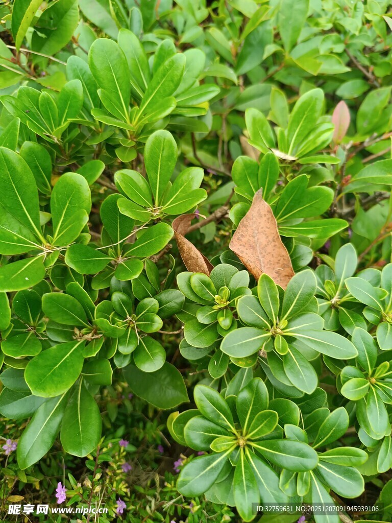 翠绿繁茂的植物叶片