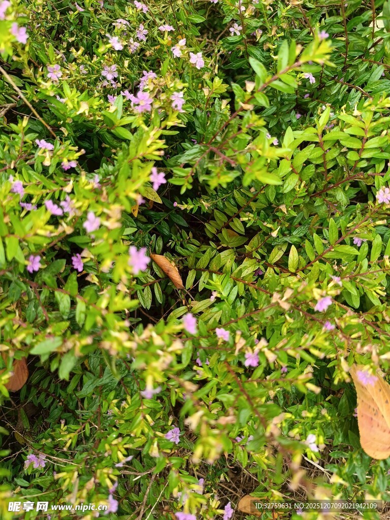 绿叶丛中的紫色小花