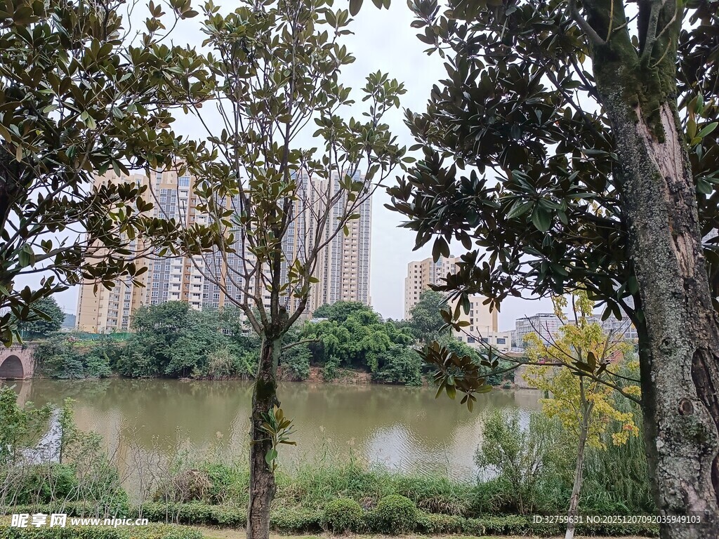 湖畔绿树环绕的城市景致