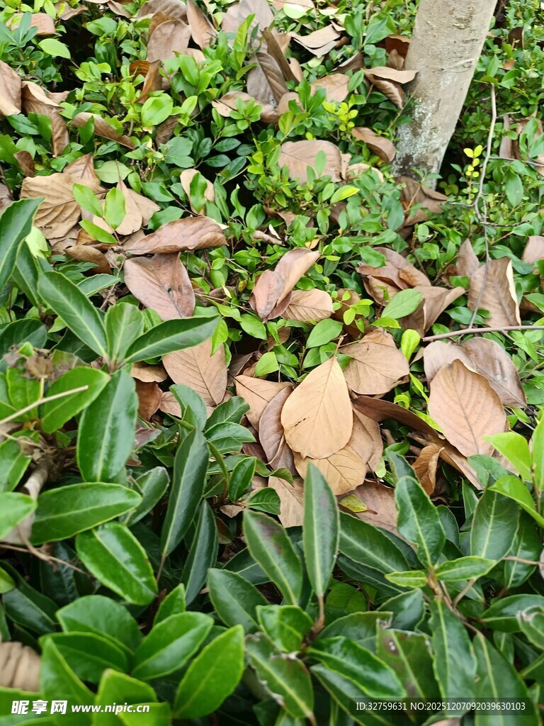 绿叶间的枯黄落叶