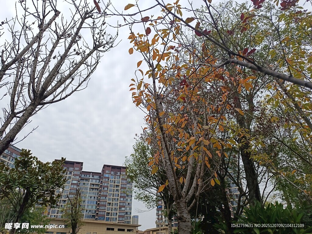 秋日树林中的楼宇景致